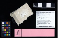 NHMW-GEO-2007z0149-0021_Ol_01.tifLaeviprosopon laeve (von Meyer, 1857)  (NHMW-GEO-2007z0149-0021)